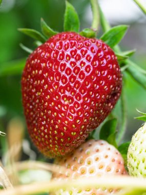 Bahçede yetişen kırmızı olgun çileğe (Fragaria ananassa) yakın plan. Yeşil yapraklı taze meyve ayrıntıları. Organik tarım, sağlıklı yiyecekler, BIO videoları, doğa konseptine dönüş..
