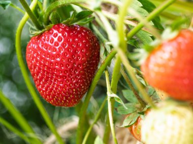 Bahçede yetişen kırmızı olgun çileğe (Fragaria ananassa) yakın plan. Yeşil yapraklı taze meyve ayrıntıları. Organik tarım, sağlıklı yiyecekler, BIO videoları, doğa konseptine dönüş..
