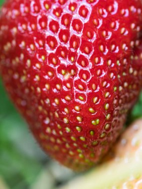 Tohumları gösteren kırmızı olgun çileğe (Fragaria ananassa) yakın çekim. Taze meyve dokusunun detaylı yüzey makro görüntüsü. Organik tarım, sağlıklı yiyecekler, BIO videoları, doğa konseptine dönüş..