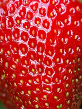 Tohumları gösteren kırmızı olgun çileğe (Fragaria ananassa) yakın çekim. Taze meyve dokusunun detaylı yüzey makro görüntüsü. Organik tarım, sağlıklı yiyecekler, BIO videoları, doğa konseptine dönüş..