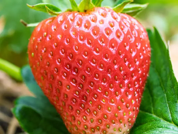 Bahçede yetişen kırmızı olgun çileğe (Fragaria ananassa) yakın plan. Yeşil yapraklı taze meyve ayrıntıları. Organik tarım, sağlıklı yiyecekler, BIO videoları, doğa konseptine dönüş..