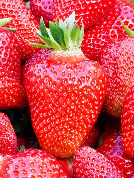 Taze toplanmış olgun çilek yığını (Fragaria ananassa). Tam kare. Yeşil yapraklı çilek kırmızısı meyvesi topluyorum. Organik tarım, sağlıklı yiyecekler, BIO videoları, doğa konseptine dönüş..