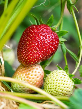 Bahçede yetişen kırmızı olgun çileğe (Fragaria ananassa) yakın plan. Yeşil yapraklı taze meyve ayrıntıları. Organik tarım, sağlıklı yiyecekler, BIO videoları, doğa konseptine dönüş..