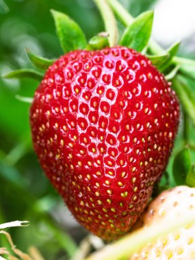 Bahçede yetişen kırmızı olgun çileğe (Fragaria ananassa) yakın plan. Yeşil yapraklı taze meyve ayrıntıları. Organik tarım, sağlıklı yiyecekler, BIO videoları, doğa konseptine dönüş..