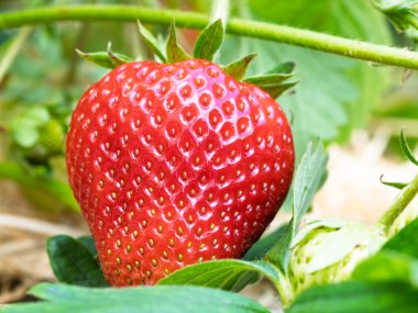 Bahçede yetişen kırmızı olgun çileğe (Fragaria ananassa) yakın plan. Yeşil yapraklı taze meyve ayrıntıları. Organik tarım, sağlıklı yiyecekler, BIO videoları, doğa konseptine dönüş..