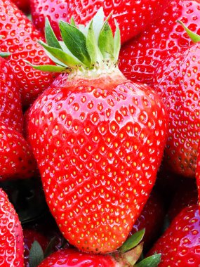 Taze toplanmış olgun çilek yığını (Fragaria ananassa). Tam kare. Yeşil yapraklı çilek kırmızısı meyvesi topluyorum. Organik tarım, sağlıklı yiyecekler, BIO videoları, doğa konseptine dönüş..