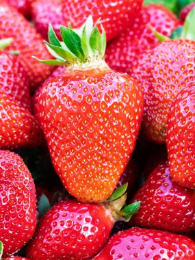 Taze toplanmış olgun çilek yığını (Fragaria ananassa). Tam kare. Yeşil yapraklı çilek kırmızısı meyvesi topluyorum. Organik tarım, sağlıklı yiyecekler, BIO videoları, doğa konseptine dönüş..