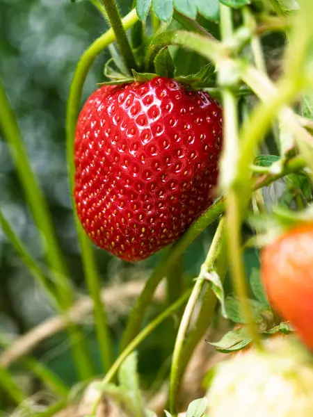 Bahçede yetişen kırmızı olgun çileğe (Fragaria ananassa) yakın plan. Yeşil yapraklı taze meyve ayrıntıları. Organik tarım, sağlıklı yiyecekler, BIO videoları, doğa konseptine dönüş..