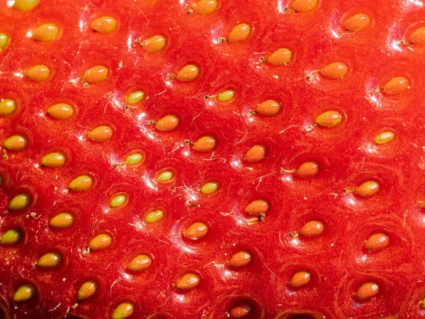 Tohumları gösteren kırmızı olgun çileğe (Fragaria ananassa) yakın çekim. Taze meyve dokusunun detaylı yüzey makro görüntüsü. Organik tarım, sağlıklı yiyecekler, BIO videoları, doğa konseptine dönüş..