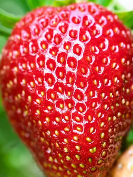 Tohumları gösteren kırmızı olgun çileğe (Fragaria ananassa) yakın çekim. Taze meyve dokusunun detaylı yüzey makro görüntüsü. Organik tarım, sağlıklı yiyecekler, BIO videoları, doğa konseptine dönüş..