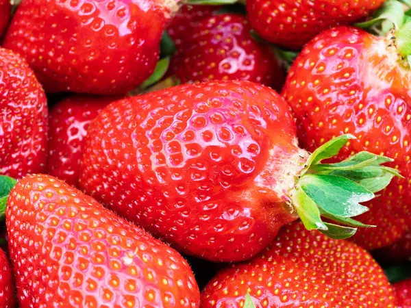 Taze toplanmış olgun çilek yığını (Fragaria ananassa). Tam kare. Yeşil yapraklı çilek kırmızısı meyvesi topluyorum. Organik tarım, sağlıklı yiyecekler, BIO videoları, doğa konseptine dönüş..