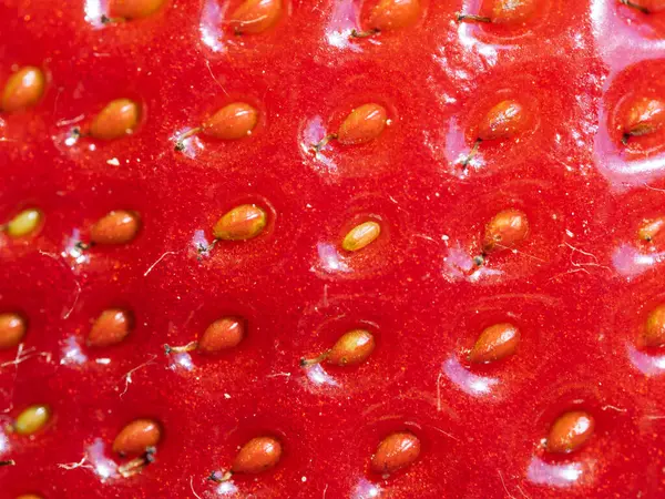 Tohumları gösteren kırmızı olgun çileğe (Fragaria ananassa) yakın çekim. Taze meyve dokusunun detaylı yüzey makro görüntüsü. Organik tarım, sağlıklı yiyecekler, BIO videoları, doğa konseptine dönüş..