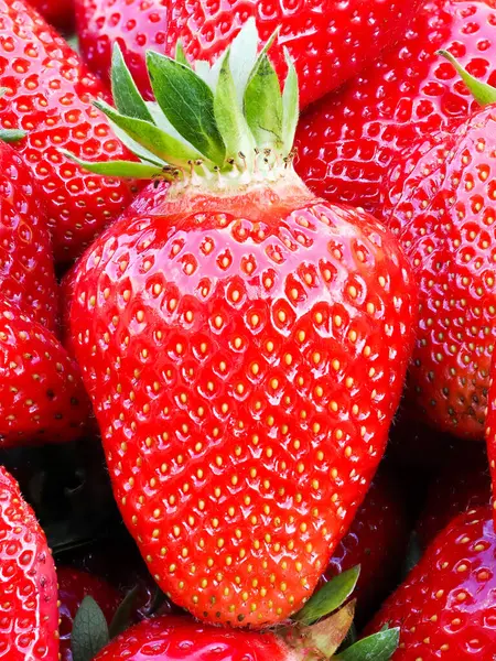 Taze toplanmış olgun çilek yığını (Fragaria ananassa). Tam kare. Yeşil yapraklı çilek kırmızısı meyvesi topluyorum. Organik tarım, sağlıklı yiyecekler, BIO videoları, doğa konseptine dönüş..