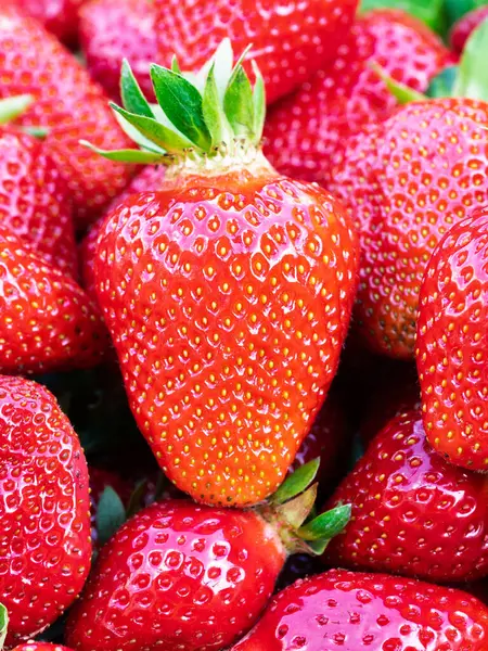 Taze toplanmış olgun çilek yığını (Fragaria ananassa). Tam kare. Yeşil yapraklı çilek kırmızısı meyvesi topluyorum. Organik tarım, sağlıklı yiyecekler, BIO videoları, doğa konseptine dönüş..