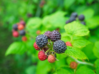 Bahçede yetişen olgun ve olgunlaşmamış kara ahududu (Rubus occidentalis L) köküne yakın çekim. Yeşil yapraklı taze meyve ayrıntıları. Organik tarım, sağlıklı yiyecekler, BIO virüsleri, doğaya dönüş.