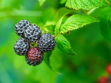 Bahçede yetişen olgun siyah ahududu (Rubus occidentalis L) köküne yakın plan. Yeşil yapraklı taze meyve ayrıntıları. Organik tarım, sağlıklı yiyecekler, BIO videoları, doğa konseptine dönüş..