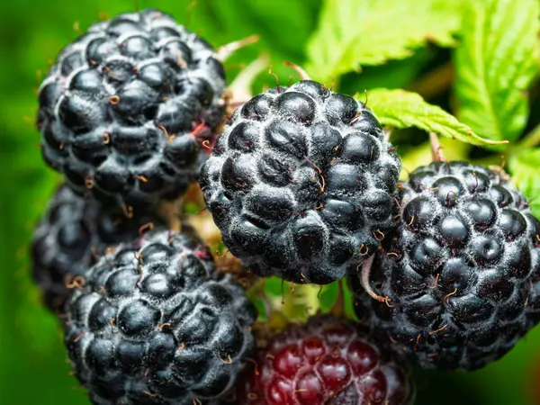 Bahçede yetişen olgun siyah ahududu (Rubus occidentalis L) köküne yakın plan. Yeşil yapraklı taze meyve ayrıntıları. Organik tarım, sağlıklı yiyecekler, BIO videoları, doğa konseptine dönüş..