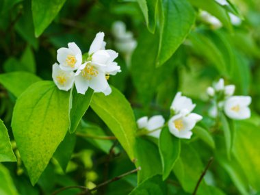 Bahçede çiçekli, aromatik çiçekler (tatlı, sahte portakal, İngiliz dogwood). Yakın plan..
