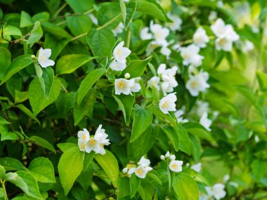 Bahçede çiçekli, aromatik çiçekler (tatlı, sahte portakal, İngiliz dogwood). Yakın plan..