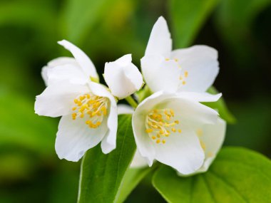 Bahçede çiçekli, aromatik çiçekler (tatlı, sahte portakal, İngiliz dogwood). Yakın plan..