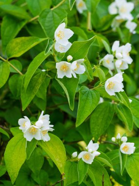 Bahçede çiçekli, aromatik çiçekler (tatlı, sahte portakal, İngiliz dogwood). Yakın plan..