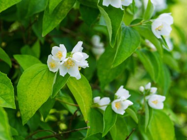 Bahçede çiçekli, aromatik çiçekler (tatlı, sahte portakal, İngiliz dogwood). Yakın plan..