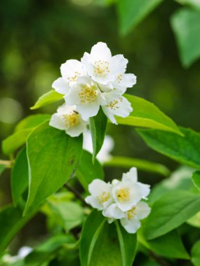Bahçede çiçekli, aromatik çiçekler (tatlı, sahte portakal, İngiliz dogwood). Yakın plan..