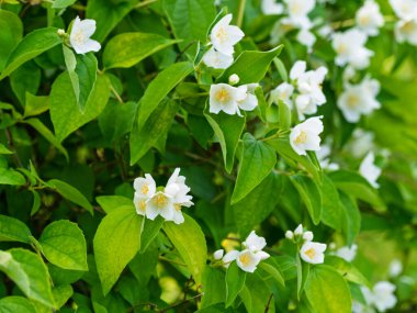 Bahçede çiçekli, aromatik çiçekler (tatlı, sahte portakal, İngiliz dogwood). Yakın plan..