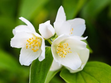 Bahçede çiçekli, aromatik çiçekler (tatlı, sahte portakal, İngiliz dogwood). Yakın plan..