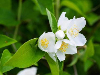 Bahçede çiçekli, aromatik çiçekler (tatlı, sahte portakal, İngiliz dogwood). Yakın plan..