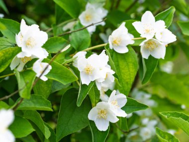 Bahçede çiçekli, aromatik çiçekler (tatlı, sahte portakal, İngiliz dogwood). Yakın plan..