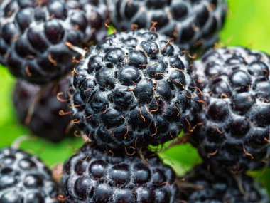 Olgun siyah ahududu (Rubus oksidentalis L.) tohumlarını gösteriyor. Taze meyve dokusunun detaylı yüzey makro görüntüsü. Organik tarım, sağlıklı yiyecekler, BIO videoları, doğa konseptine dönüş..