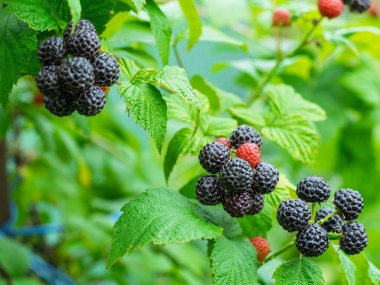 Bahçede yetişen bir grup olgun siyah ahududu (Rubus occidentalis L). Yeşil yapraklı taze meyvelerin ayrıntıları. Organik tarım, sağlıklı yiyecekler, BIO videoları, doğa konseptine dönüş..