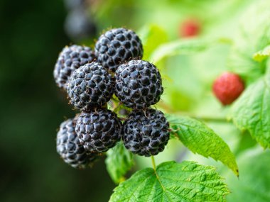 Bahçede yetişen olgun siyah ahududu (Rubus occidentalis L) köküne yakın plan. Yeşil yapraklı taze meyve ayrıntıları. Organik tarım, sağlıklı yiyecekler, BIO videoları, doğa konseptine dönüş..