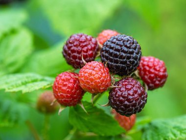 Bahçede yetişen olgun ve olgunlaşmamış kara ahududu (Rubus occidentalis L) köküne yakın çekim. Yeşil yapraklı taze meyve ayrıntıları. Organik tarım, sağlıklı yiyecekler, BIO virüsleri, doğaya dönüş.