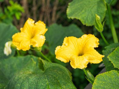 Çiçek açan balkabağının güzel sarı çiçeği. Yapraklarla çevrili ev yapımı bahçede çiçek açan kabak bitkisinin ayrıntıları. Organik tarım, sağlıklı yiyecekler, BIO videoları, doğa konseptine dönüş..