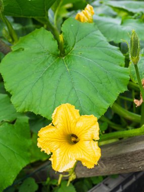 Çiçek açan balkabağının güzel sarı çiçeği. Yapraklarla çevrili ev yapımı bahçede çiçek açan kabak bitkisinin ayrıntıları. Organik tarım, sağlıklı yiyecekler, BIO videoları, doğa konseptine dönüş..