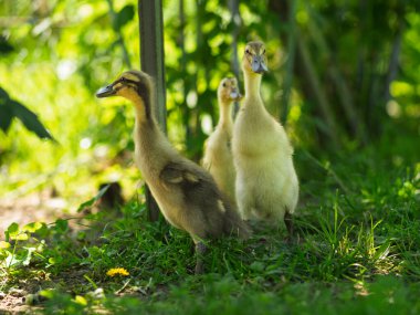 Bedava su kuşu (Indian Runner Duck) ördekleri - organik bir çiftlikte özgürce koşan ve çayırlarda otlayan ördekler. Organik tarım, hayvan hakları, doğa kavramına dönüş..