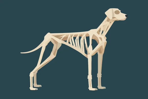 犬の骨格ベクトルイラスト — ストックベクタ
