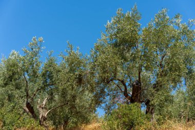 Denizin, dağların, kayaların, plajların, adaların ve Yunanistan 'ın farklı yerlerinden gökyüzünün manzarası.