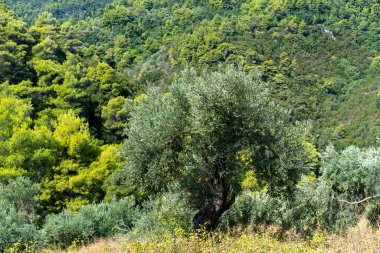 Denizin, dağların, kayaların, plajların, adaların ve Yunanistan 'ın farklı yerlerinden gökyüzünün manzarası.