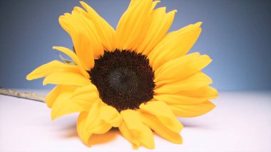 mavi arkaplanda ayçiçeği