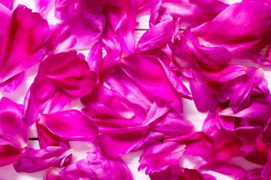 Pembe şakayıkların taçyapraklarından.