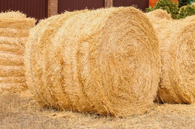 Haystacks on summer day. Harvesting.