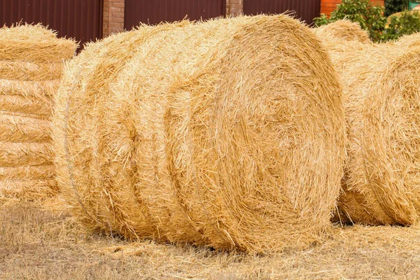 Haystacks Summer Day Harvesting — Stock Photo, Image