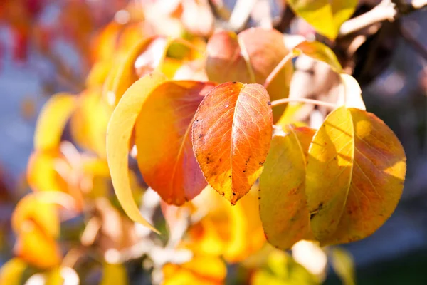 stock image Tree branch with yellow leaves close-up. Autumn mood.