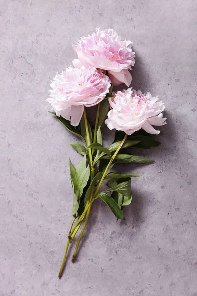 Delicate white-pink peonies on gray background.