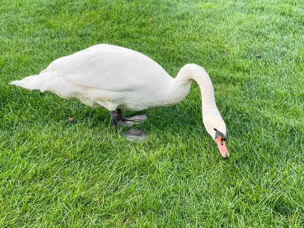 Schöner Weißer Schwan Knabbert Sonnigem Tag Gras Auf Dem Rasen — Stockfoto