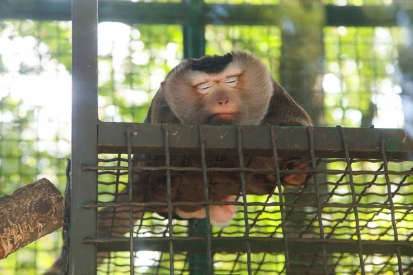Małpa Lapunder Śpi Latem Zoo — Zdjęcie stockowe