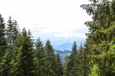 Güneşli yaz gününde dağ manzarası. Karpat Dağları.